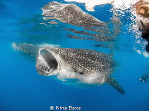 Epic Langarm! 
(term for 'selfie' in Afrikaans, directly... by Nina Baxa 